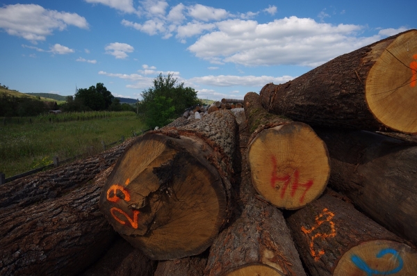 Sale of logs